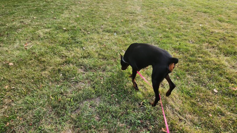 Tag-A-Long Dog Park - Morris, IL