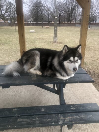 Tag-A-Long Dog Park - Morris, IL