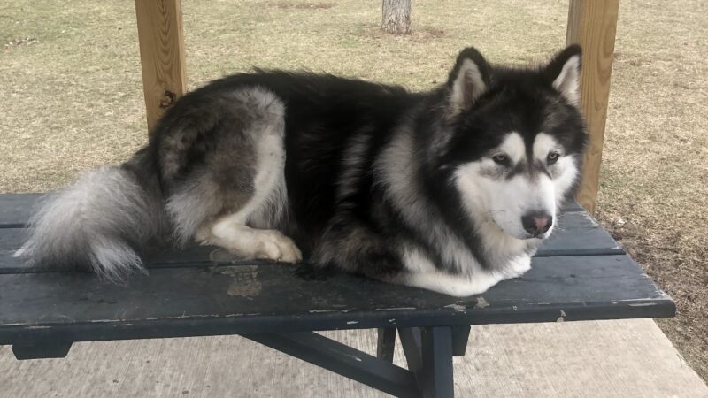 Tag-A-Long Dog Park - Morris, IL
