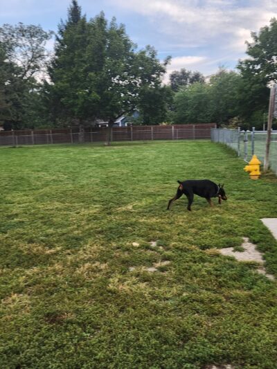 Tag-A-Long Dog Park - Morris, IL