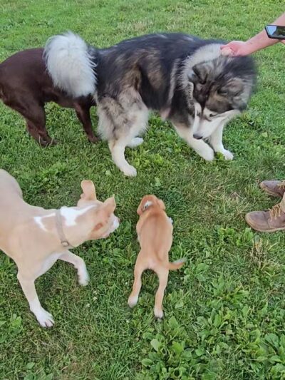 Tag-A-Long Dog Park - Morris, IL