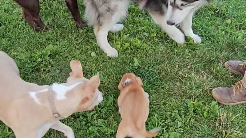 Tag-A-Long Dog Park - Morris, IL