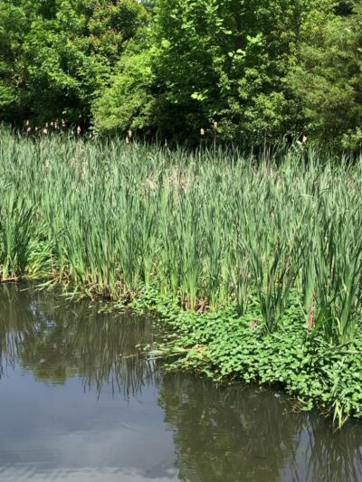 Kitchell Pond - Morristown, NJ