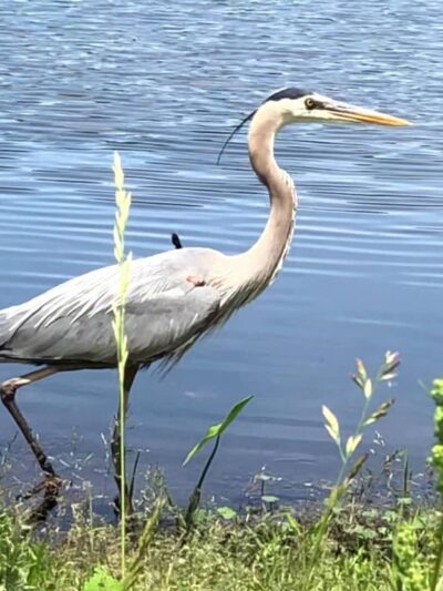 Kitchell Pond - Morristown, NJ