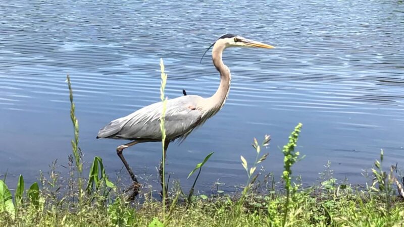 Kitchell Pond - Morristown, NJ