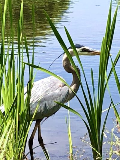 Kitchell Pond - Morristown, NJ