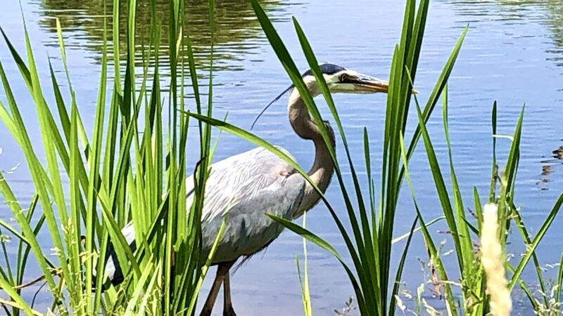 Kitchell Pond - Morristown, NJ
