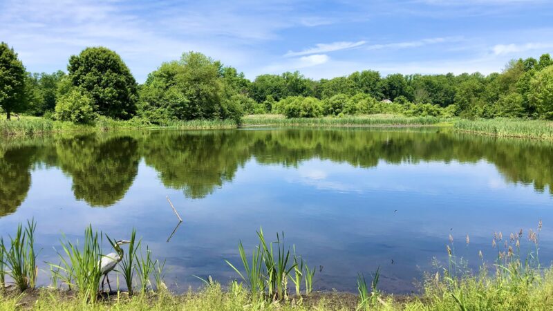 Kitchell Pond - Morristown, NJ
