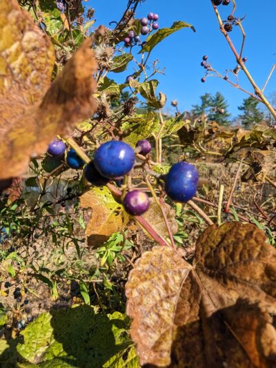 Kitchell Pond - Morristown, NJ