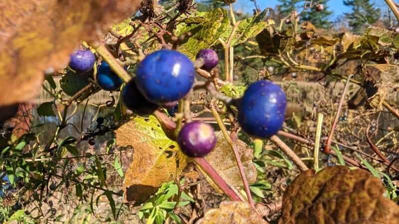 Kitchell Pond - Morristown, NJ