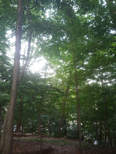 Kleitman Woods Park - Morristown, NJ
