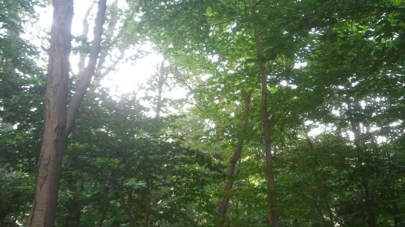 Kleitman Woods Park - Morristown, NJ