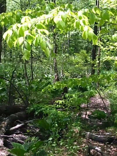 Loantaka Brook Reservation - Morristown, NJ