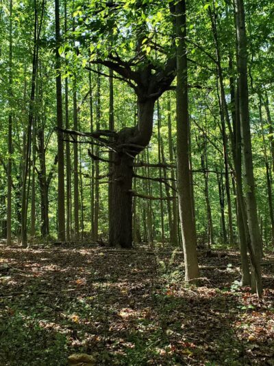 Patriots' Path - 1976 Section - Morristown, NJ