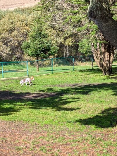 Jody Giannini Family Dog Park - Morro Bay, CA