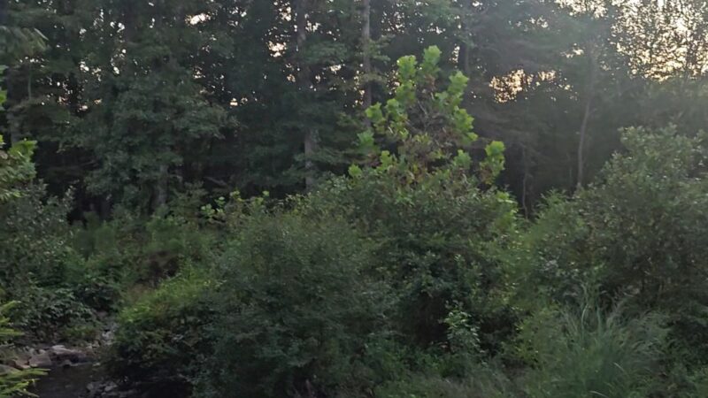 Jesters Creek Trail - Morrow, GA