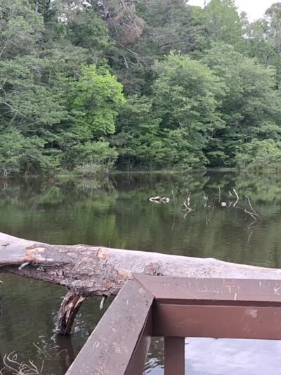 Reynolds Nature Preserve - Morrow, GA