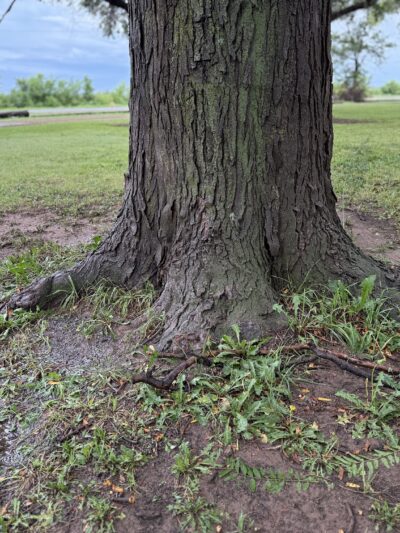 Cochran County Park - Morton, TX
