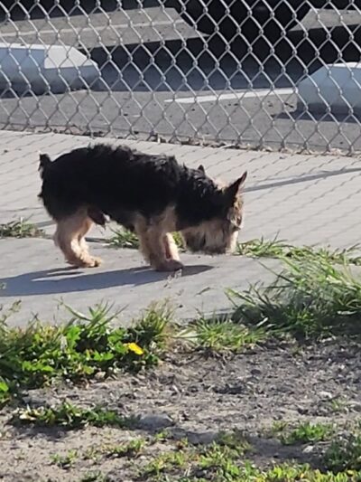 Basin Homes Dog Park - Moses Lake, WA