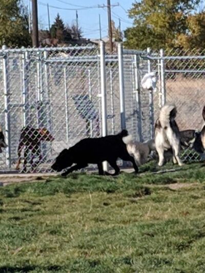 Basin Homes Dog Park - Moses Lake, WA
