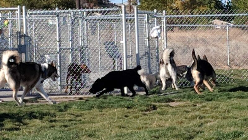 Basin Homes Dog Park - Moses Lake, WA