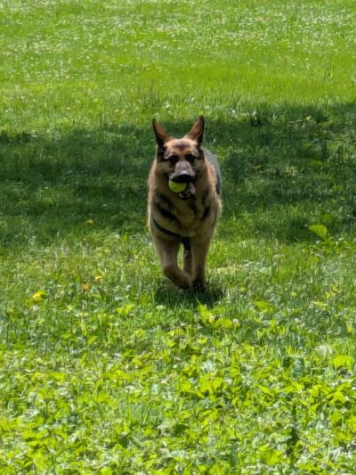 Mount Joy PA Zoomie Park - Mount Joy, PA