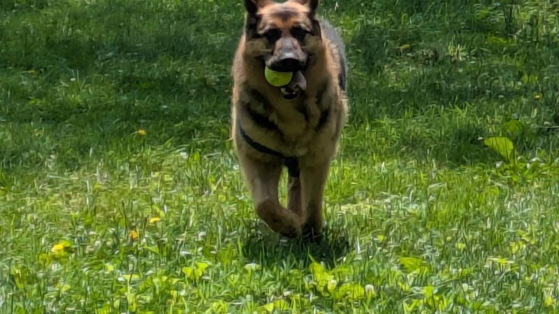 Mount Joy PA Zoomie Park - Mount Joy, PA