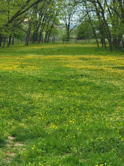 Mount Joy PA Zoomie Park - Mount Joy, PA