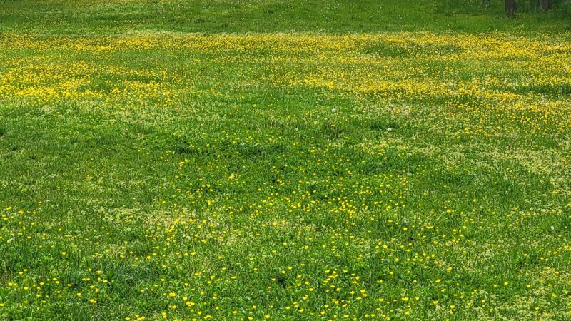 Mount Joy PA Zoomie Park - Mount Joy, PA