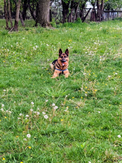 Mount Joy PA Zoomie Park - Mount Joy, PA