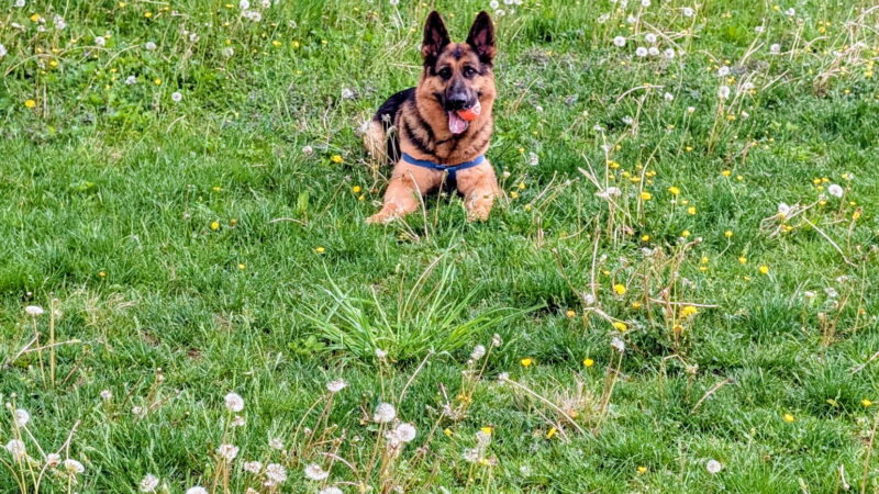 Mount Joy PA Zoomie Park - Mount Joy, PA