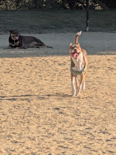 City of Mountain View Dog Park - Mountain View, CA