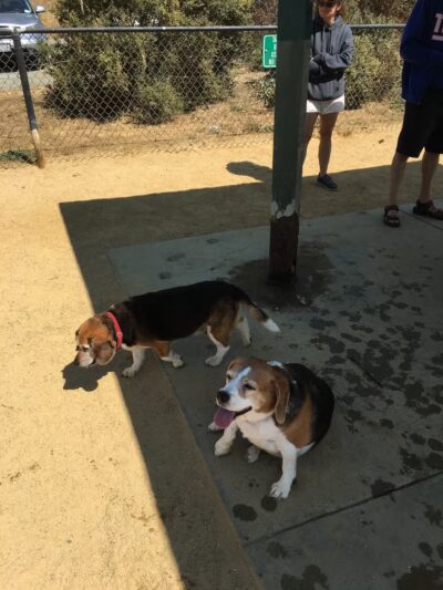 City of Mountain View Dog Park - Mountain View, CA