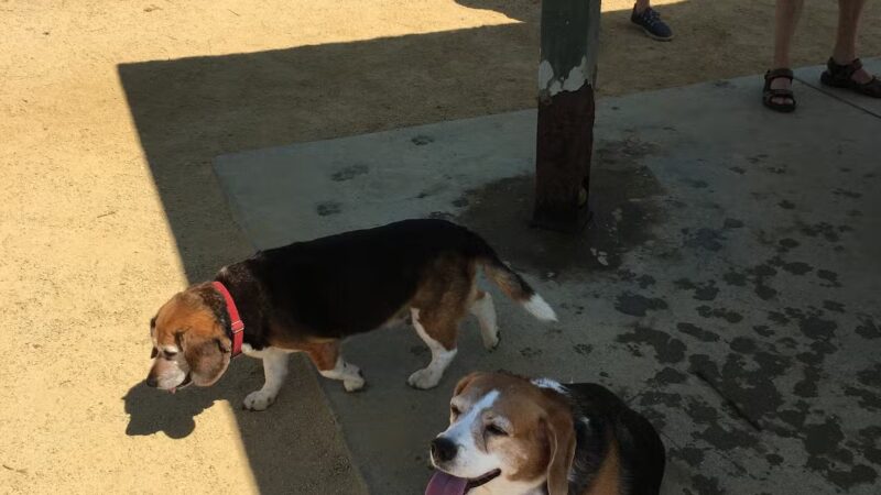 City of Mountain View Dog Park - Mountain View, CA