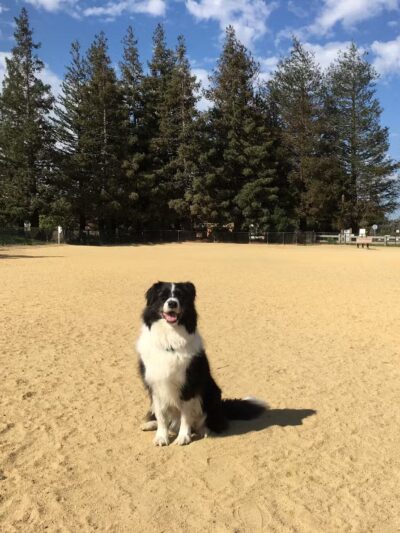 City of Mountain View Dog Park - Mountain View, CA