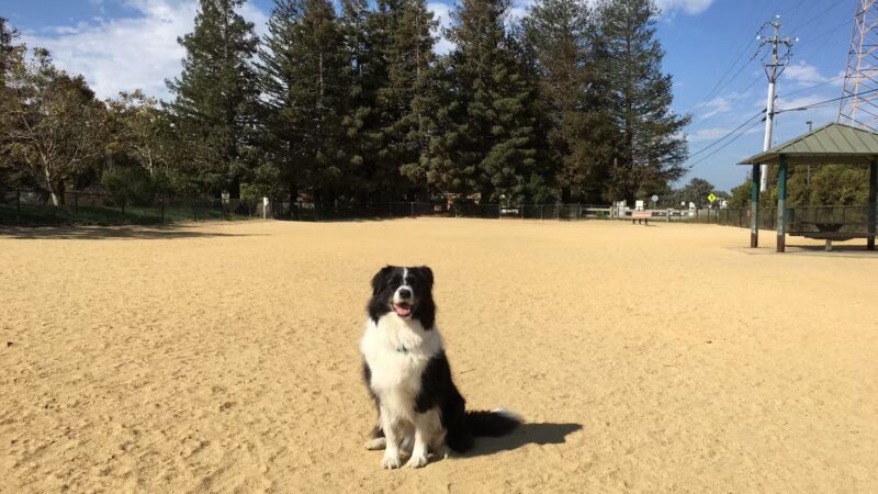 City of Mountain View Dog Park - Mountain View, CA