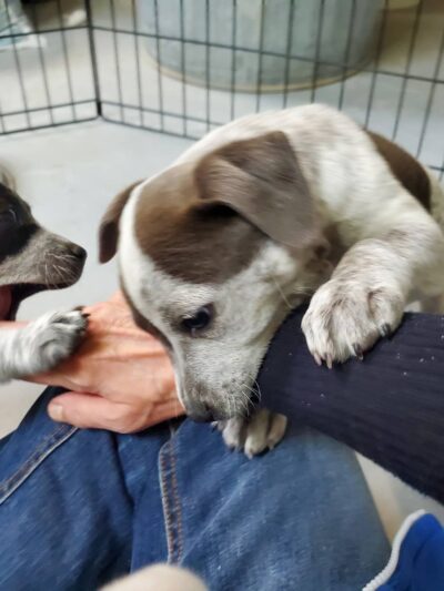 Mountainair Animal Control Shelter - Mountainair, NM