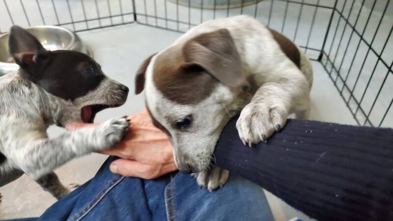 Mountainair Animal Control Shelter - Mountainair, NM