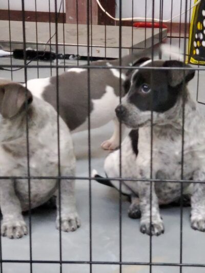 Mountainair Animal Control Shelter - Mountainair, NM
