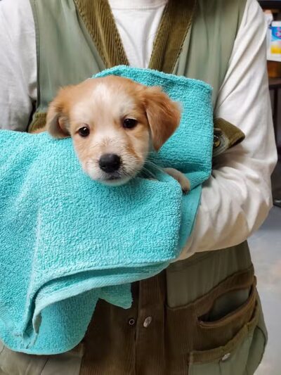 Mountainair Animal Control Shelter - Mountainair, NM