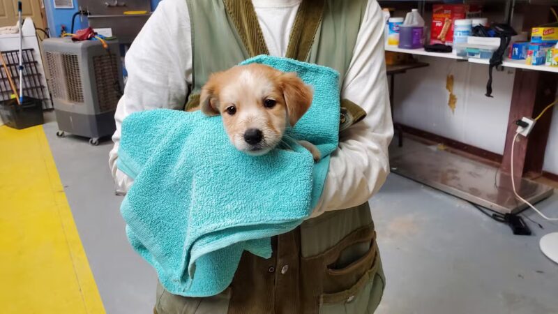 Mountainair Animal Control Shelter - Mountainair, NM