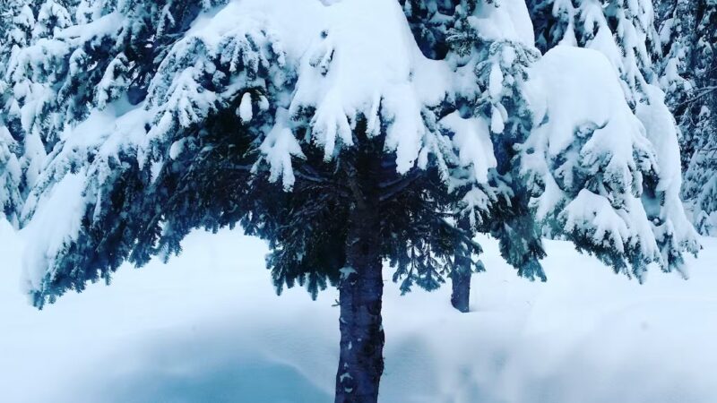 Moyie Springs - Moyie Springs, ID