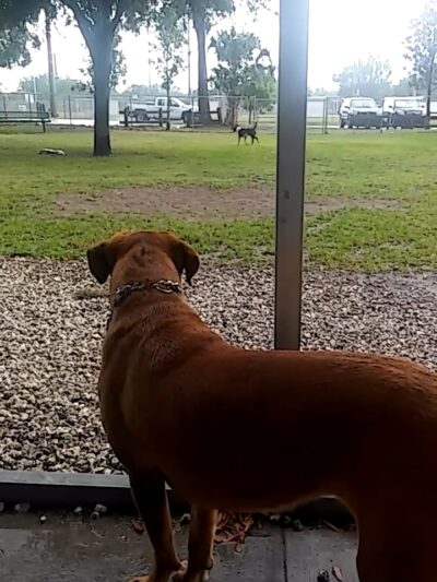 Mt Dora Dog Park - Mt Dora, FL