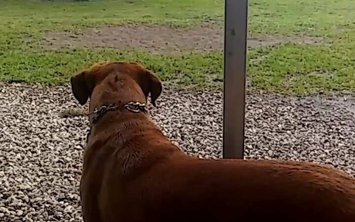 Mt Dora Dog Park - Mt Dora, FL