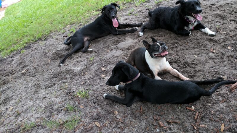 Mt Dora Dog Park - Mt Dora, FL