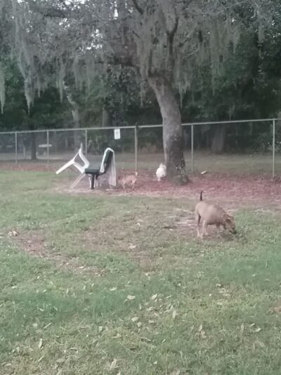 Mt Dora Dog Park - Mt Dora, FL