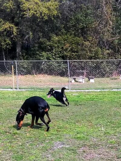 Mt Dora Dog Park - Mt Dora, FL