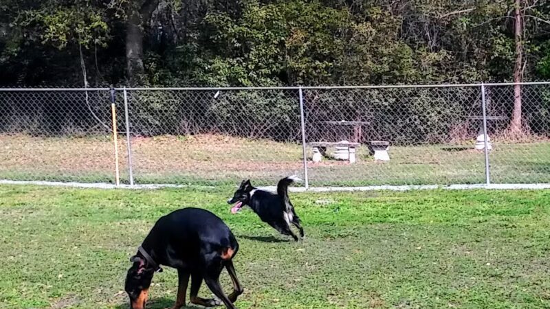 Mt Dora Dog Park - Mt Dora, FL
