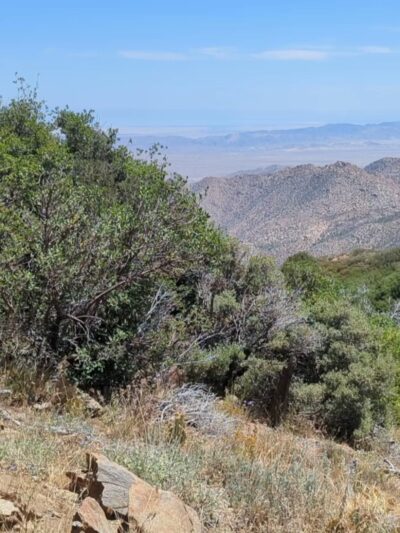 Desert View Trail - Mt Laguna, CA