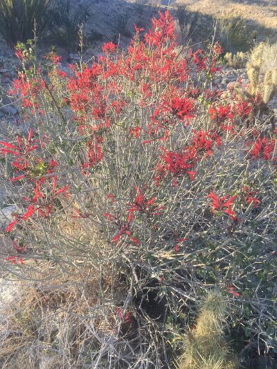 Desert View Trail - Mt Laguna, CA